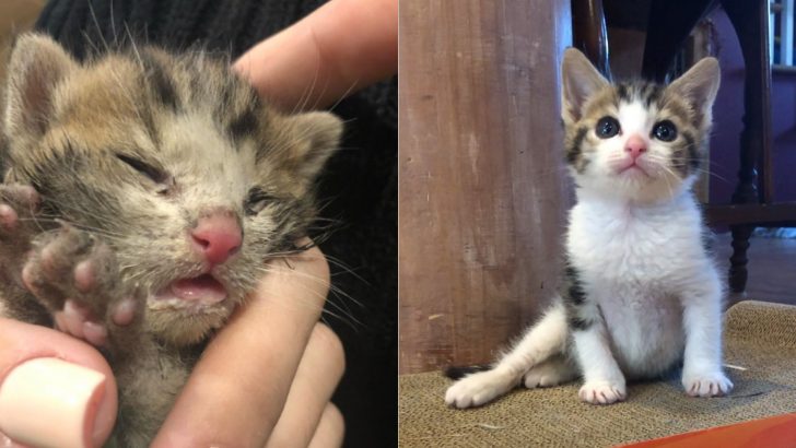 Very Few People Believed This Lifeless Kitten Would Pull Through But A Miracle Happens