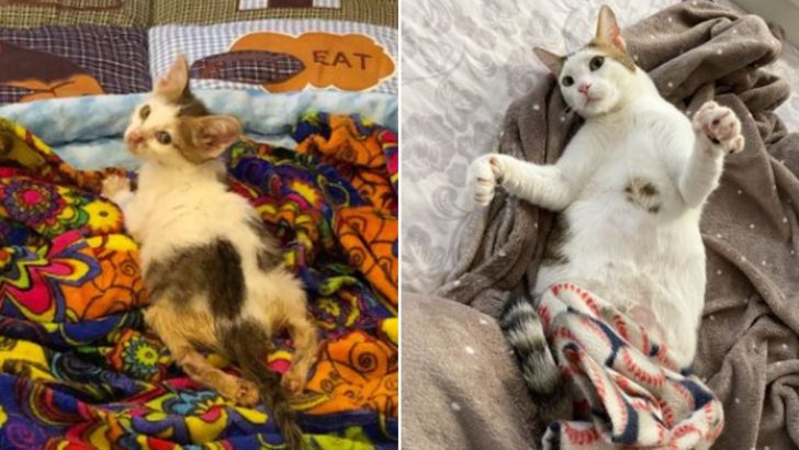 Brave Paralyzed Kitten Follows Strangers, Hoping Someone Would Change His Life For The Better