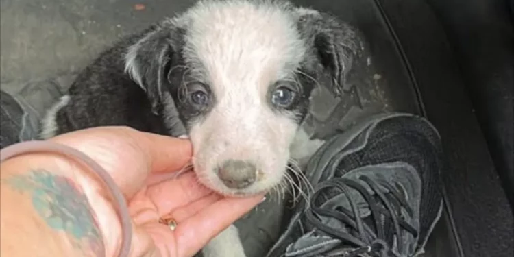 Little Puppy Discovered Beside a Road Turns into Shelter Darling