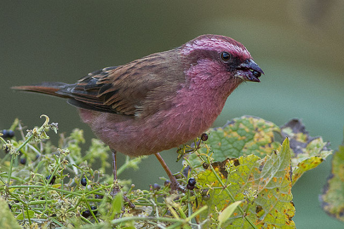 The pink-browed rosefinch is a bird that is almost too beautiful to be true.