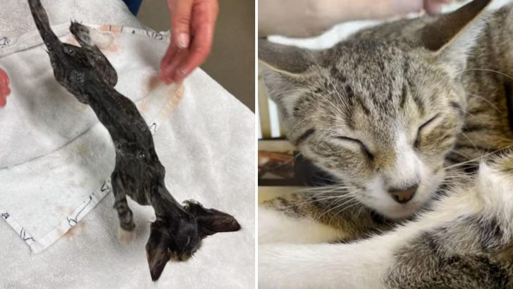 After Having A Rough Start At Life, This Kitten Crosses Paths With A Man Who Changes His Life