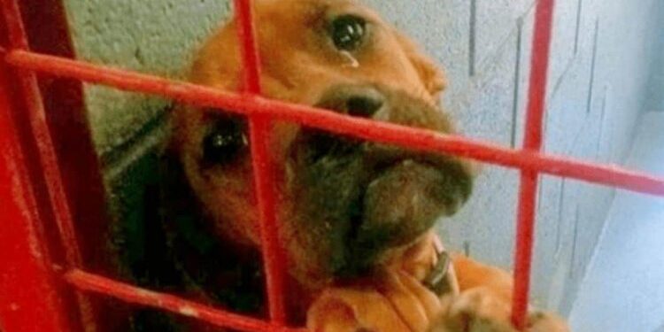 Heartbreaking Image Of A Dog Crying Real Tears As Adoption Hopes Fade