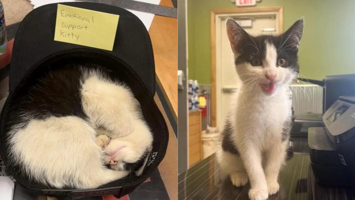 These Two Brothers Never Knew They’ll Meet New Feline Companion During Their Jog