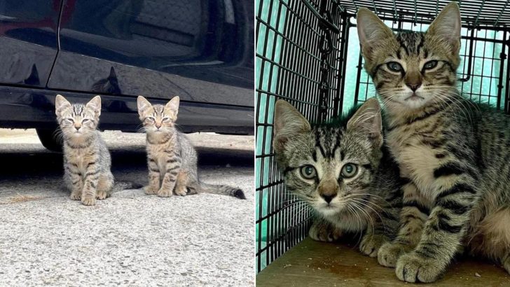 Rescuers Stumble Upon Shy Twin Kittens On The Streets Of Philadelphia And Give Them A Helping Hand