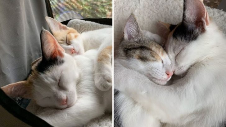 Four Tiny Kittens Abandoned In A Parking Lot Cried For Help Until A Good Soul Noticed Them