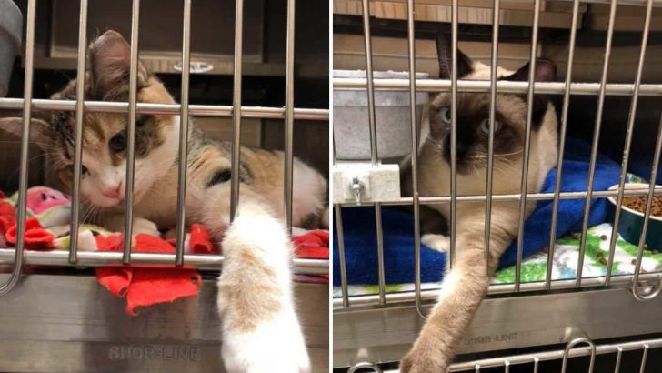 Harmless Joke Brings A New Chance And A Forever Home To These Two Feral Cats