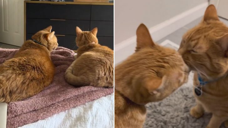 Two Rescue Cats Follow Their Owners’ Steps And Fall In Love Right After They Start Dating