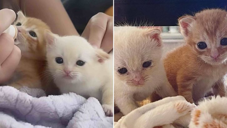 Two Three Weeks Old Kittens Found Abandoned In A Cardboard Box Get A New Chance At Life