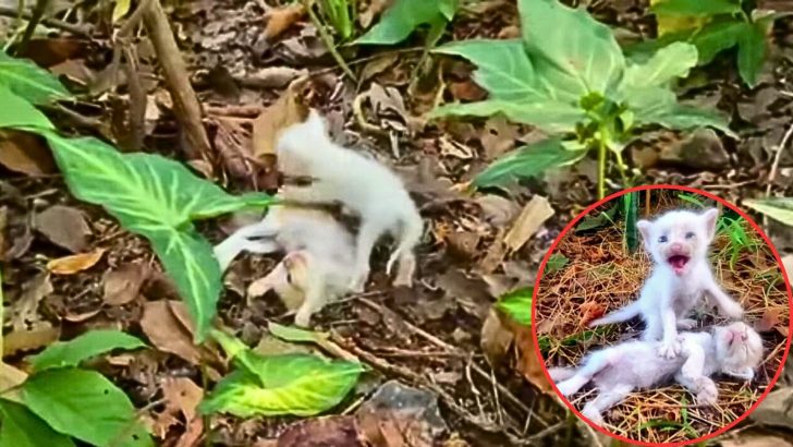 Two Women Find Kittens Crying For Their Brother Who Barely Shows Signs Of Life