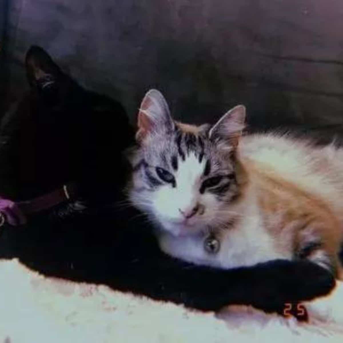 Two cats hugging