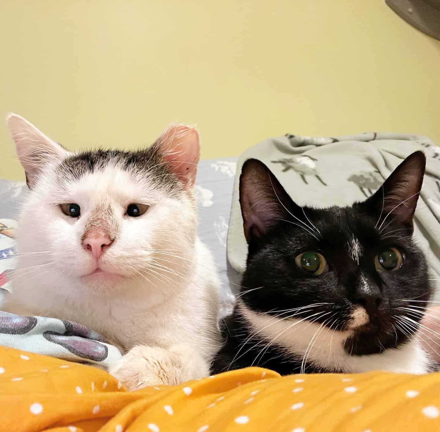 Two cats laying together on the bed