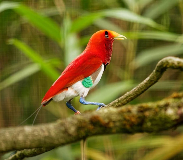 With its bright colors, the Kingbird of Paradise is a living gem.