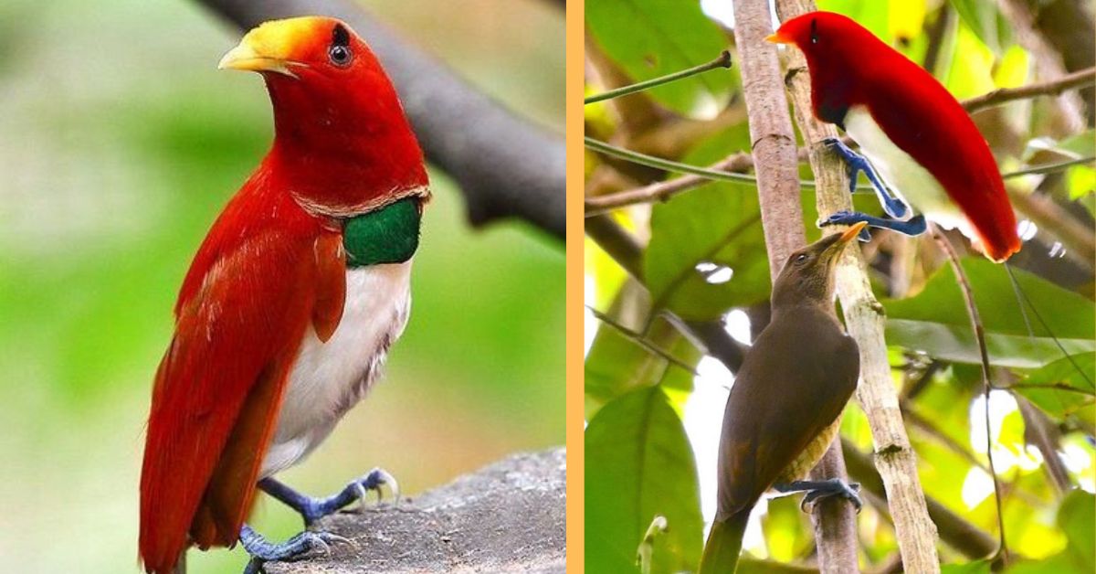 With its bright colors, the Kingbird of Paradise is a living gem.