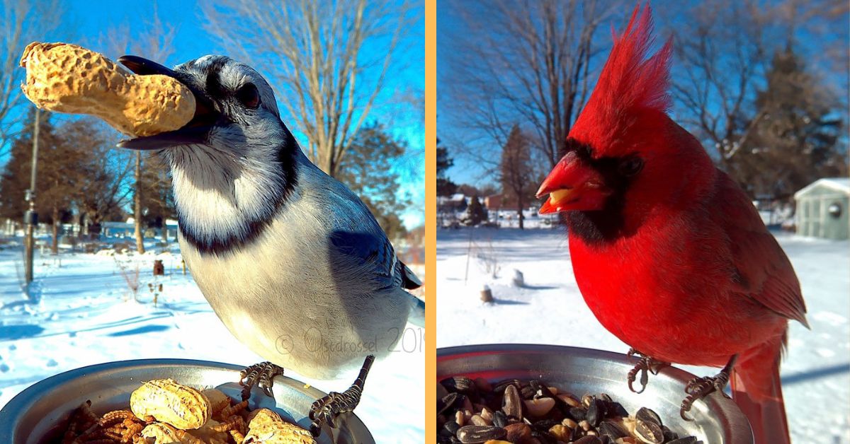 A woman set up a photo booth with a bird feeder to capture close-ups of birds feeding, and here are 25 of her best photos