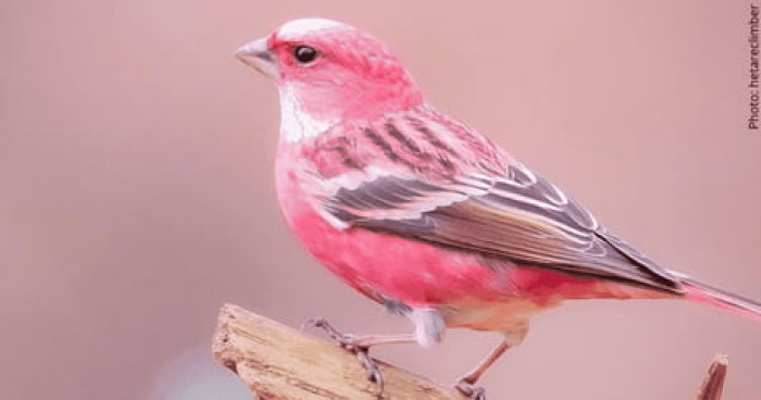 The pink-browed rosefinch is a bird that is almost too beautiful to be true.