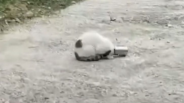 Man Rushed To Help A Mysterious Animal After It Got Its Head Stuck In A Can