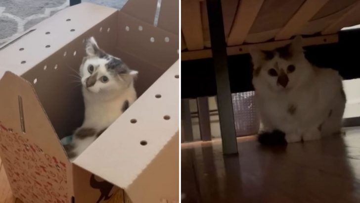 Scared Kitty Was Hiding From Her New Owner For So Long Until One Day Everything Changed