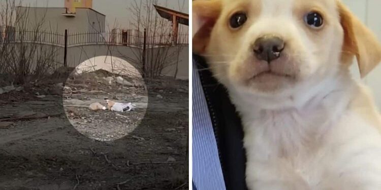 Puppy Left Alone Crying in a Sea of Garbage Gets Rescued