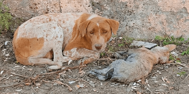 Stray Dog Seeks Human Aid in Desperate Effort to Rescue Sick Puppy