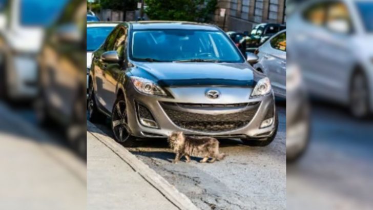 Vet Identifies A Long Lost Cat But When He Calls The Owner He Receives A Shocking Response