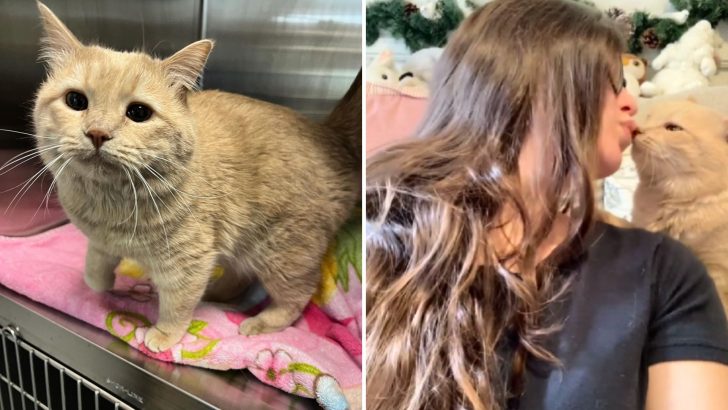 Veterinary Assistant Adopts One Of Her Deaf Feline Patients And Instantly Falls In Love With Her