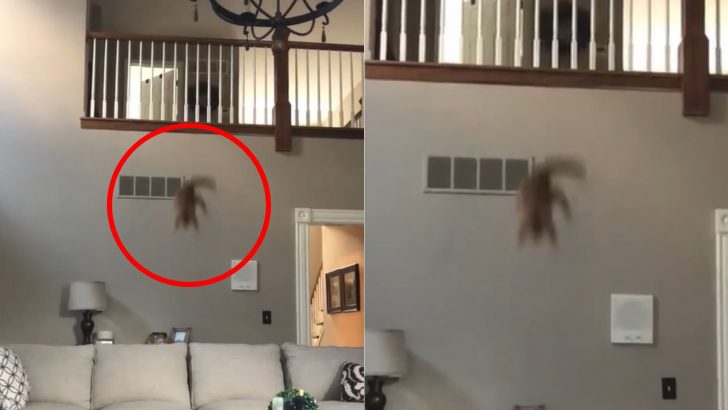 Your Heart Will Skip A Beat Once You See This Kitty Jumping From The Balcony In Her Home