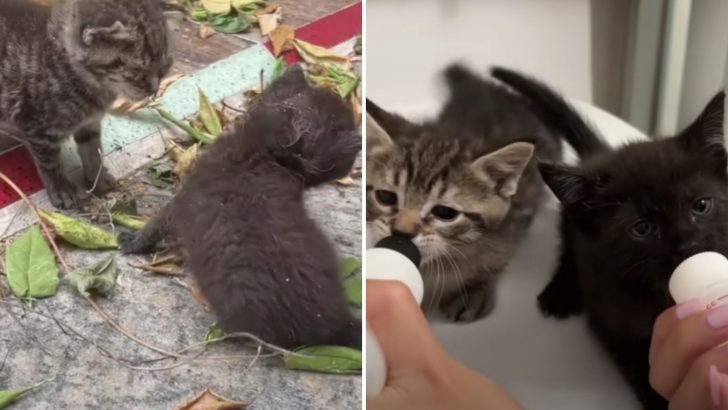 Video Game Streamer Rescues Two Sickly Kittens And Nurses Them Back To Health