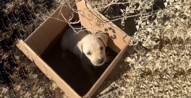 Caring Volunteers Discover Abandoned Puppy Crying on Railroad Tracks