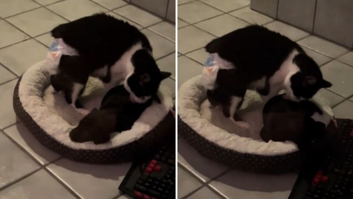 Blind Cat Senses This Abandoned Puppy Needs Love And Comfort And Is Ready To Give It All