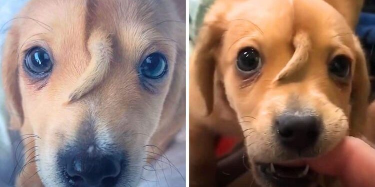 Puppy with a Tail on His Forehead Experiences Great Misfortune Before Finding Immense Happiness