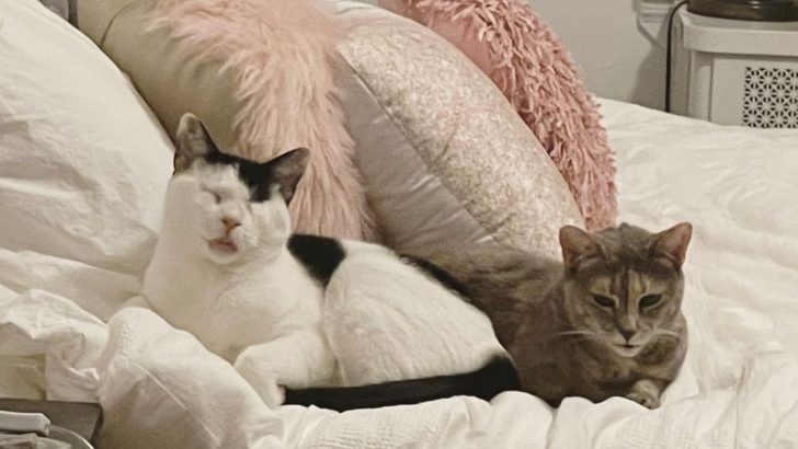 Blind Cat And Deaf Cat Share Beautiful Connection, Proving That Love Knows No Boundaries