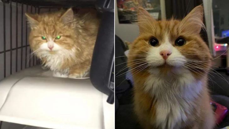 This Once Timid Cat Is Proof That Everything Can Change With A Little Bit Of Love