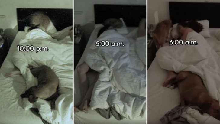 Night Camera Reveals What Does It Look Like Sharing A Bed With Your Pets