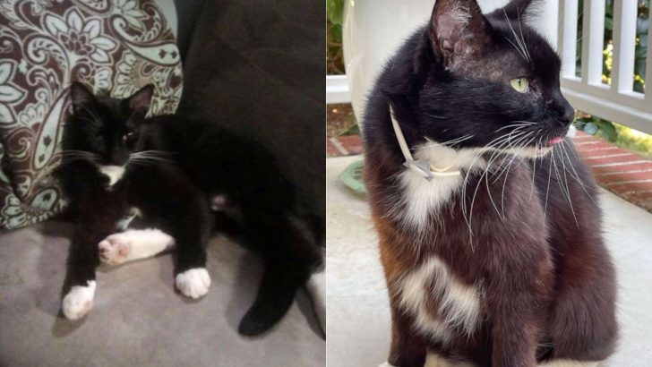 You’ll Never Guess Where This Kansas Woman Found Her Missing Cat After 10 Years