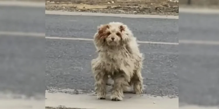 Female Saw A Severely Matted Stray Dog On The Path And Chose To Help Him