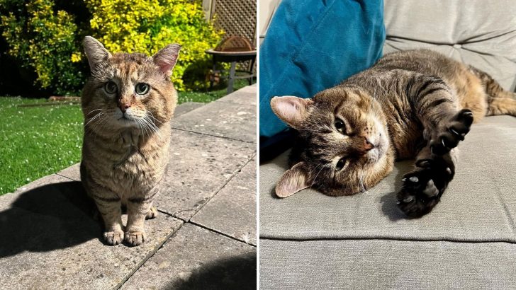 Woman Notices An Injured Feral Cat In Her Garden And Decides To Change His Life For The Better