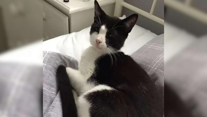 Woman Was Both Shocked And Amused When She Woke Up To A Random Cat Lying In Her Bed