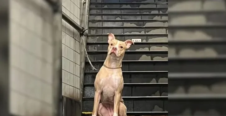 Woman Finds Her Heart Racing Upon Discovering Dog Abandoned at Subway Station Pole