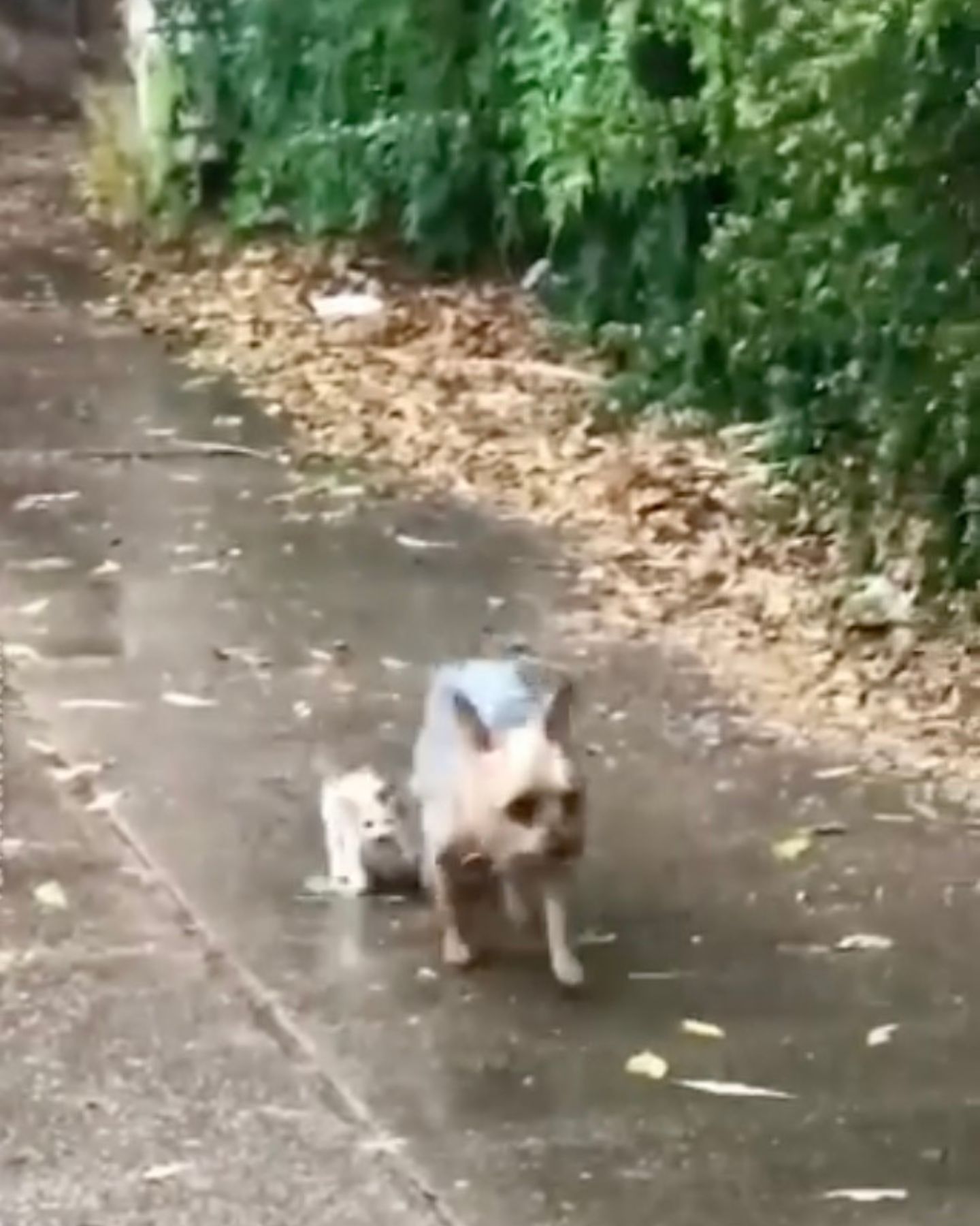 Yorkie and stray kitten