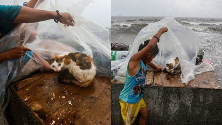 Brave Boy Risks His Own Life While Protecting A Cat In Labor Amidst A Raging Typhoon