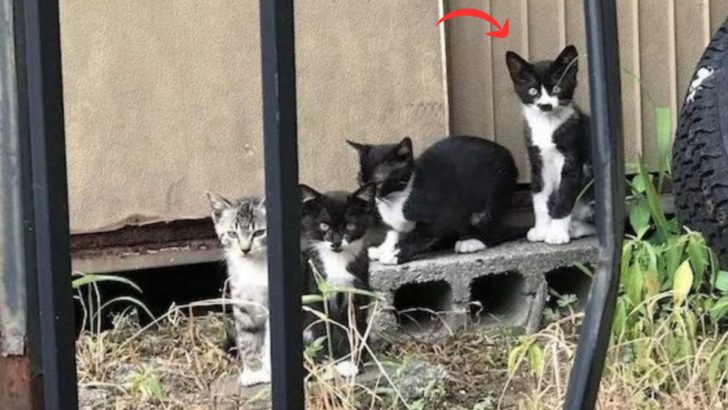 Zoom In On This Adorable Kitten To See What Shape Hides Behind His Unique Facial Marking