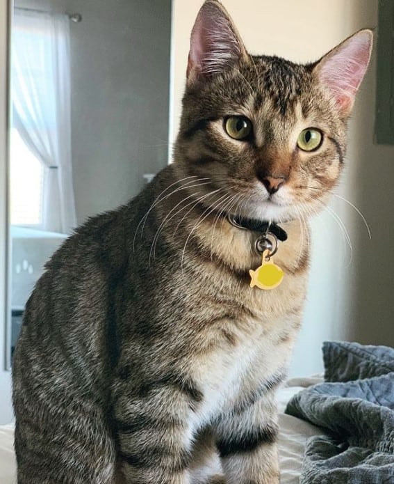 a beautiful cat is sitting and looking at the camera