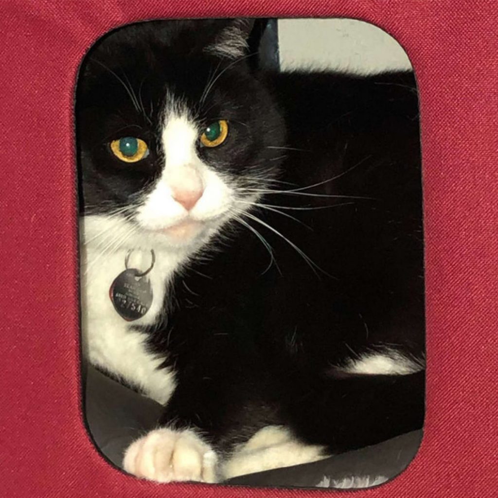 a beautiful cat peeks out of its box