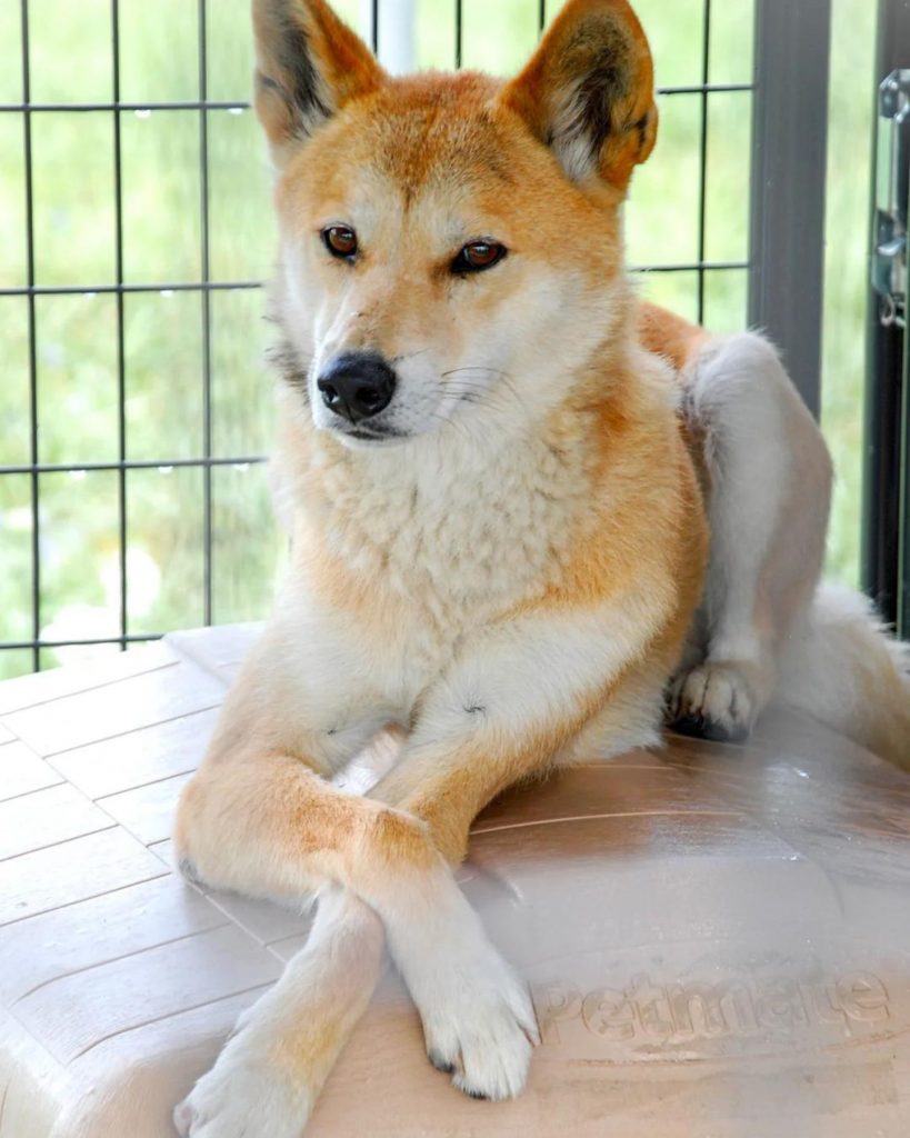 a beautiful dog in a cage