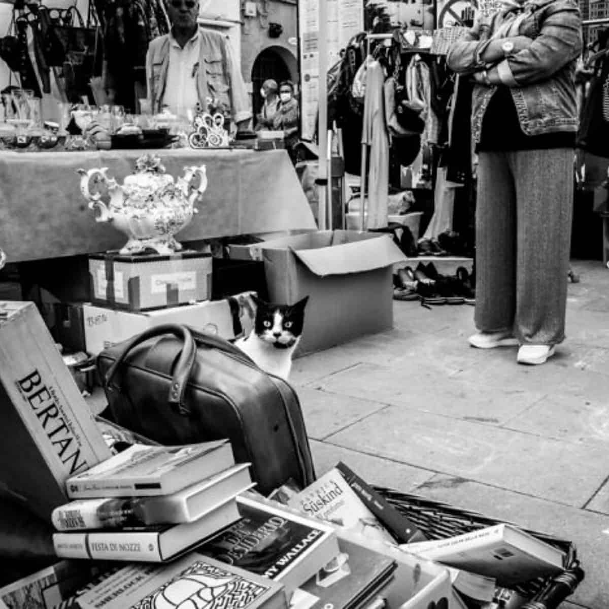 a black and white cat is hiding in the market