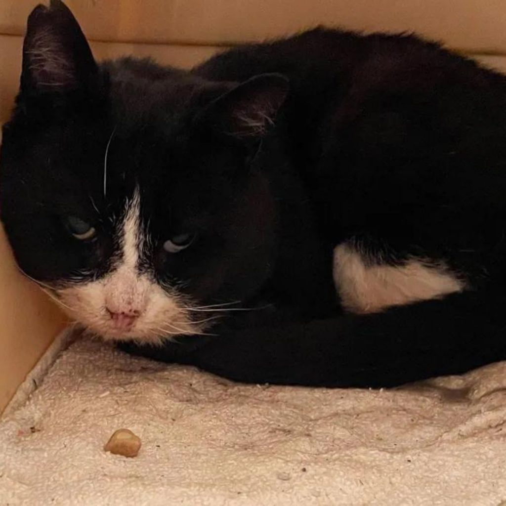 a black and white cat lies in a box