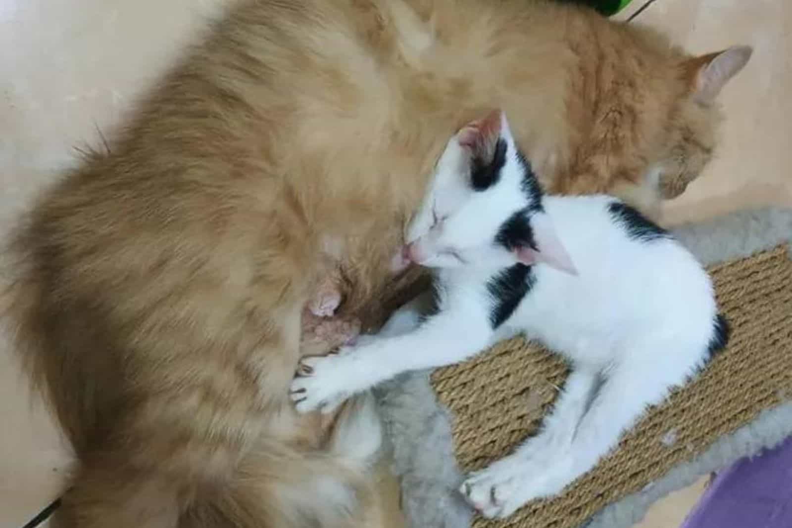 a black and white kitten sleeps next to a yellow cat