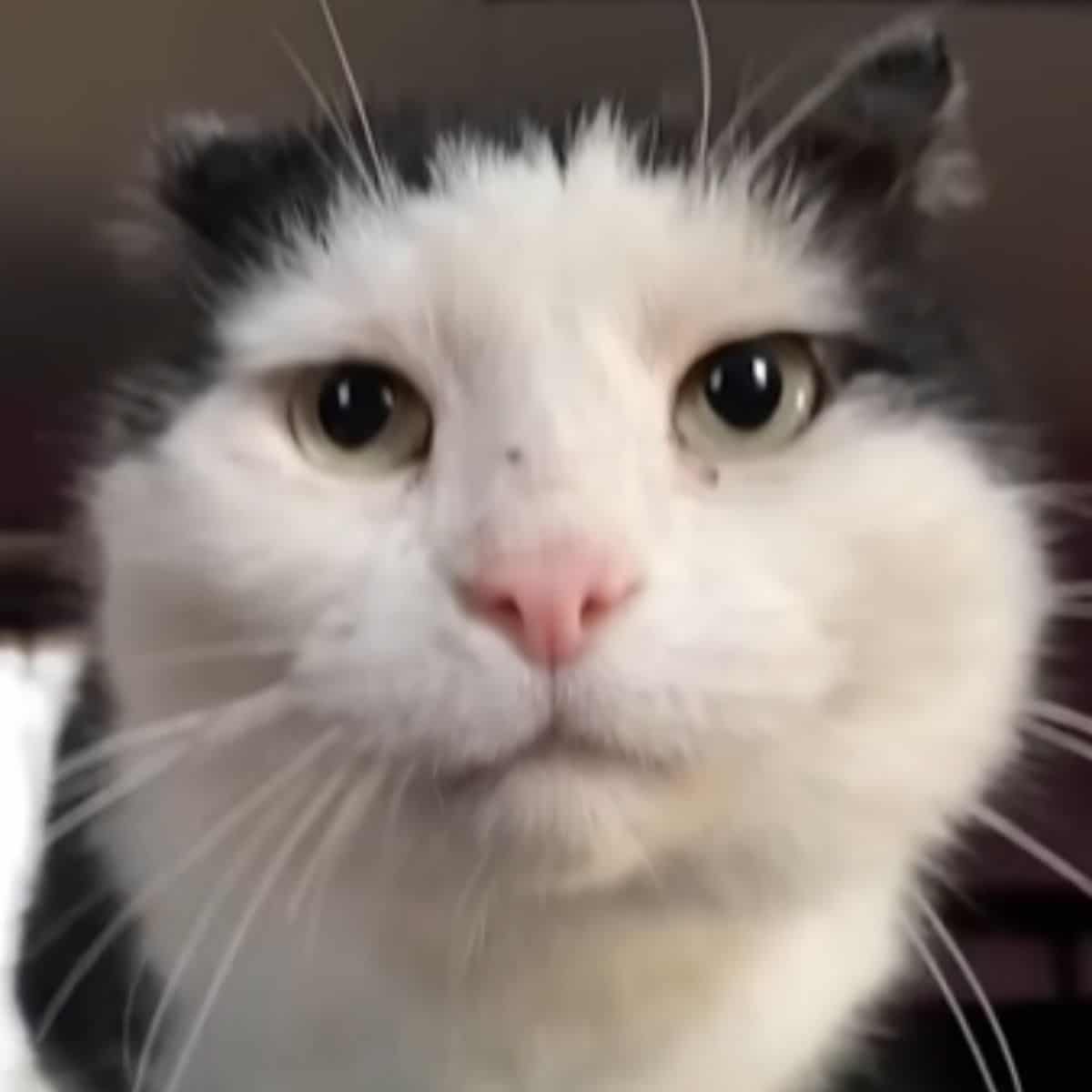 a black and white street cat is looking at the camera