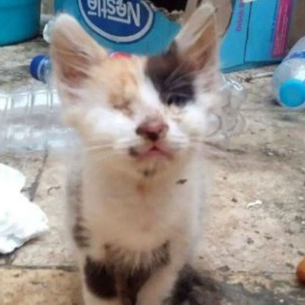 a blind and deaf kitten sits in front of the camera