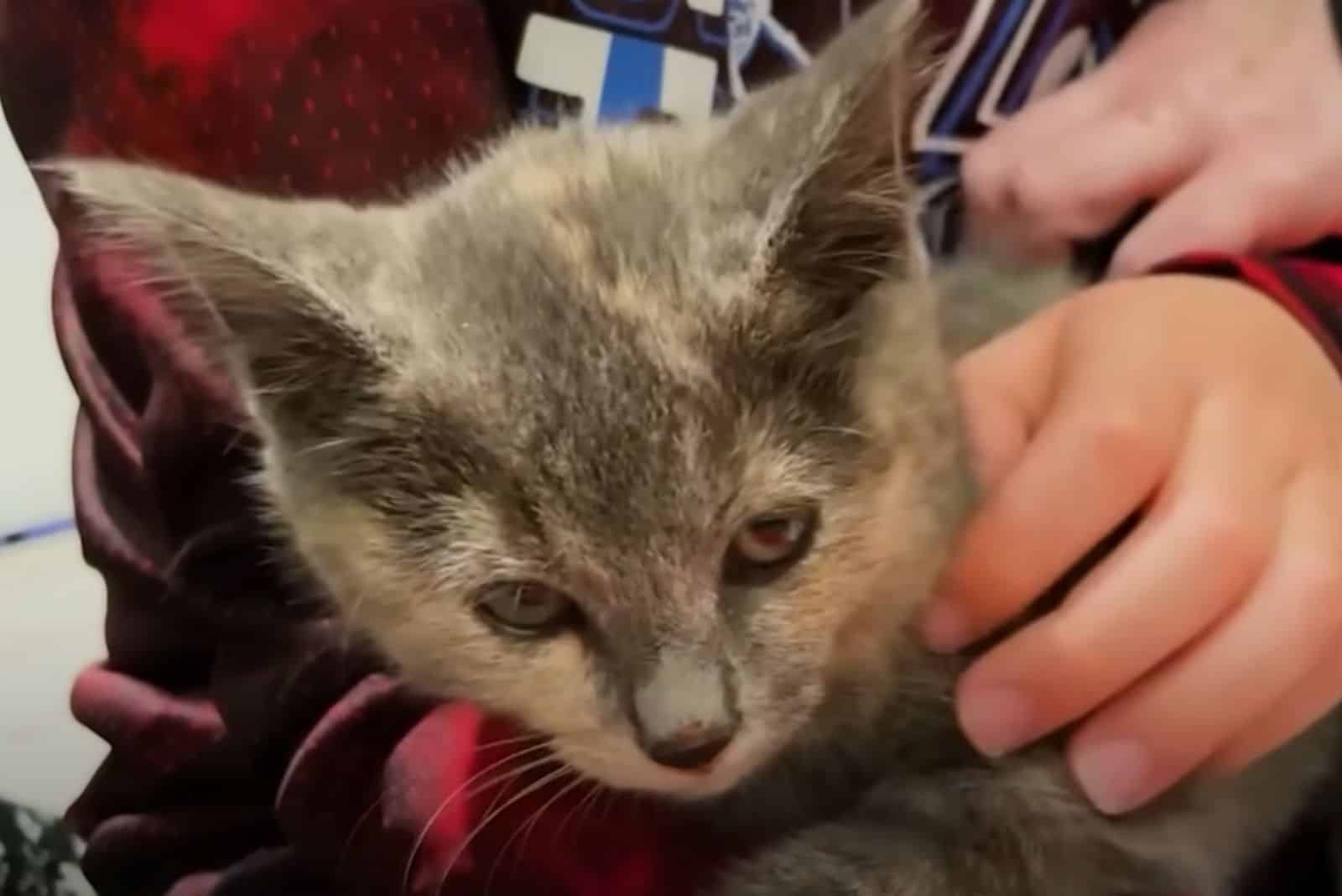 a boy caresses a found kitten